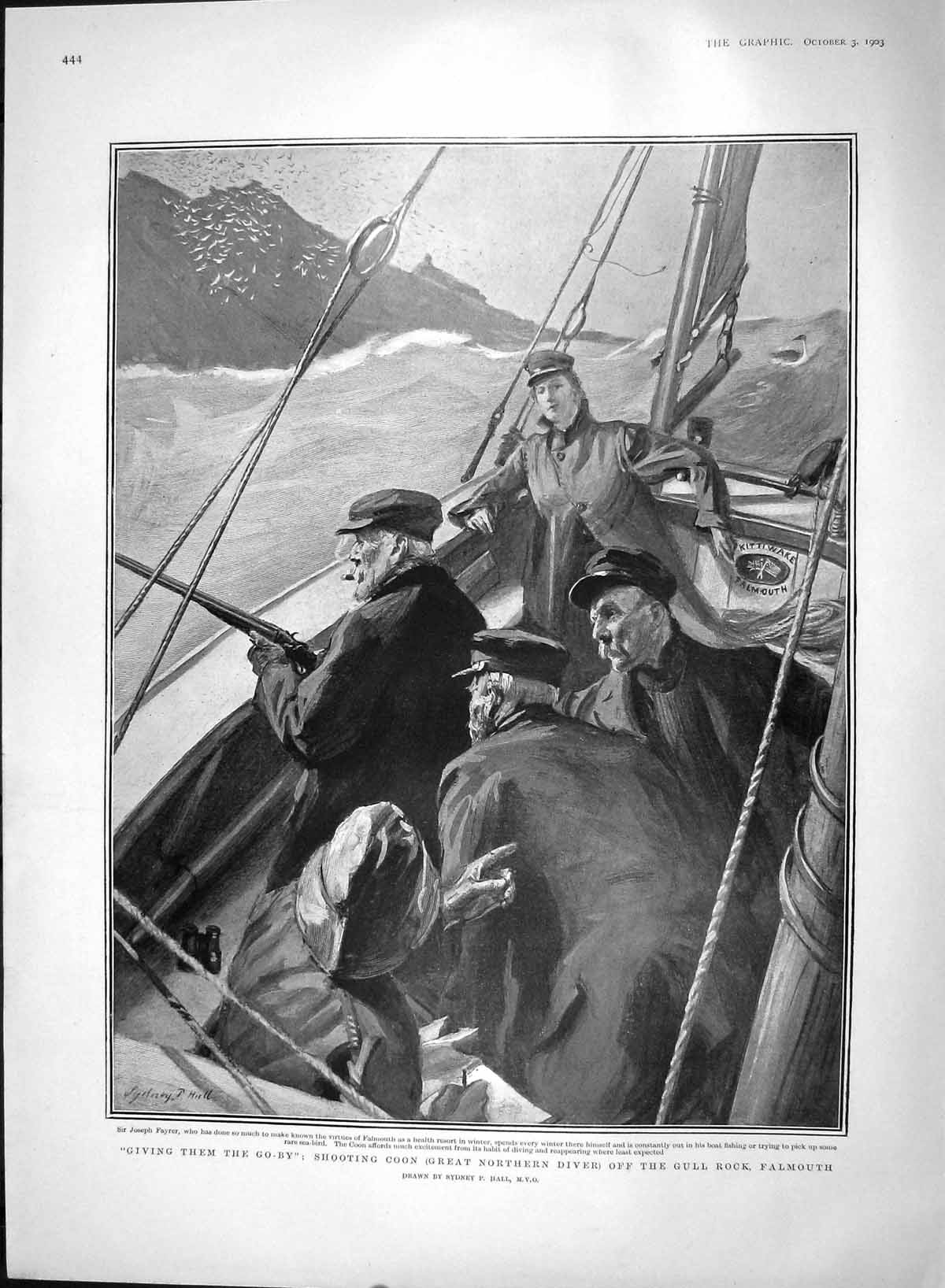 Old Antique Print 1903 Shooting Coon Great Northern Diver Gull Falmouth 20th