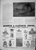 Original Old Antique Print 1903 Polecat Putorius Foetidus Gsmith Silversmith