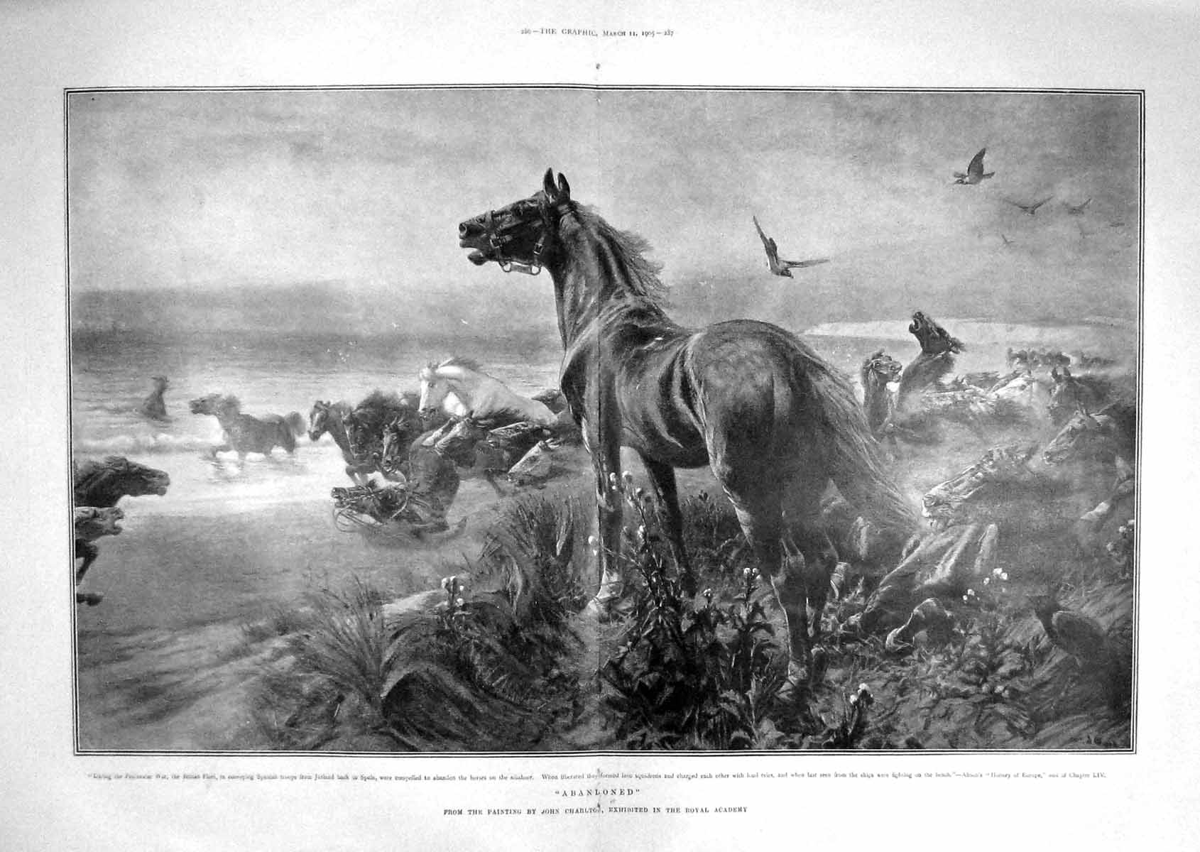 Old Antique Print 1905 Abandoned War Horses Beach Jutland Spain Charlton 20th