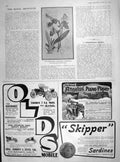 Original Old Antique Print 1905 Cypripedium Fairrieanum Orchid Flower Plant