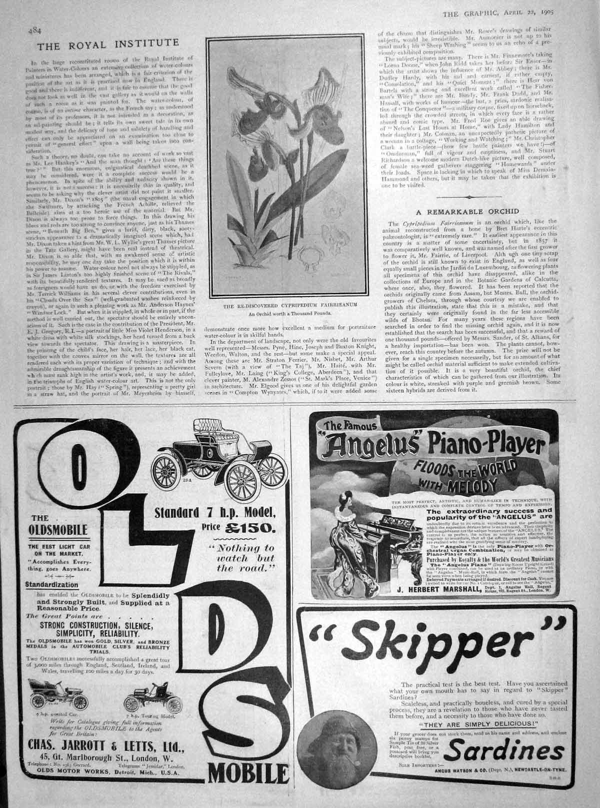 Original Old Antique Print 1905 Cypripedium Fairrieanum Orchid Flower Plant