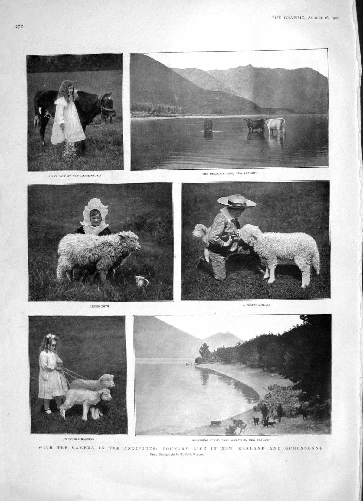 Original Old Antique Print 1905 Antipodes New Zealand Sheep Wakatipu Ducks Cows