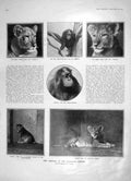 Old Antique Print 1905 Zoological Gardens Orang-Outang Lion Italy Tropea 20th