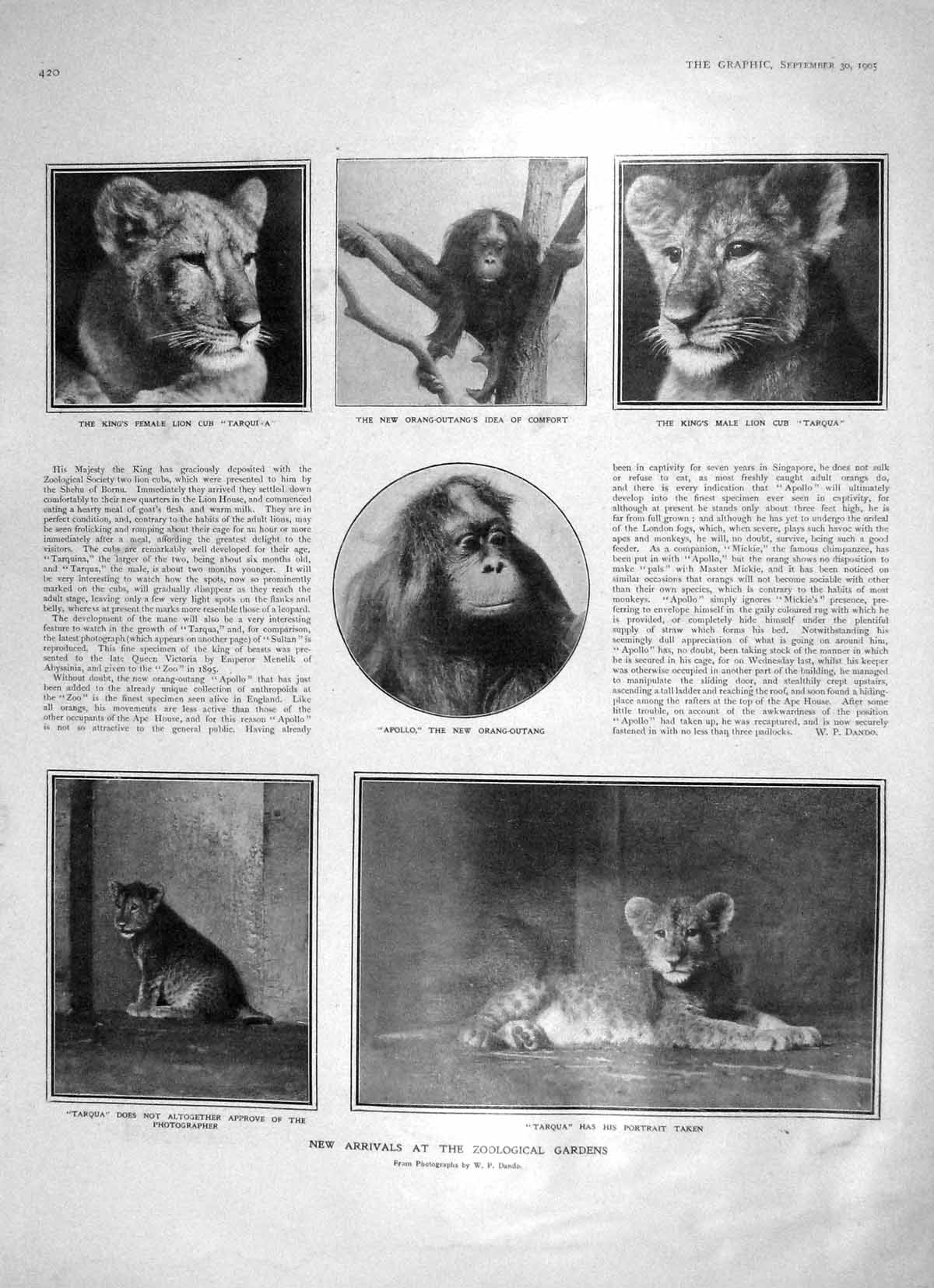Old Antique Print 1905 Zoological Gardens Orang-Outang Lion Italy Tropea 20th