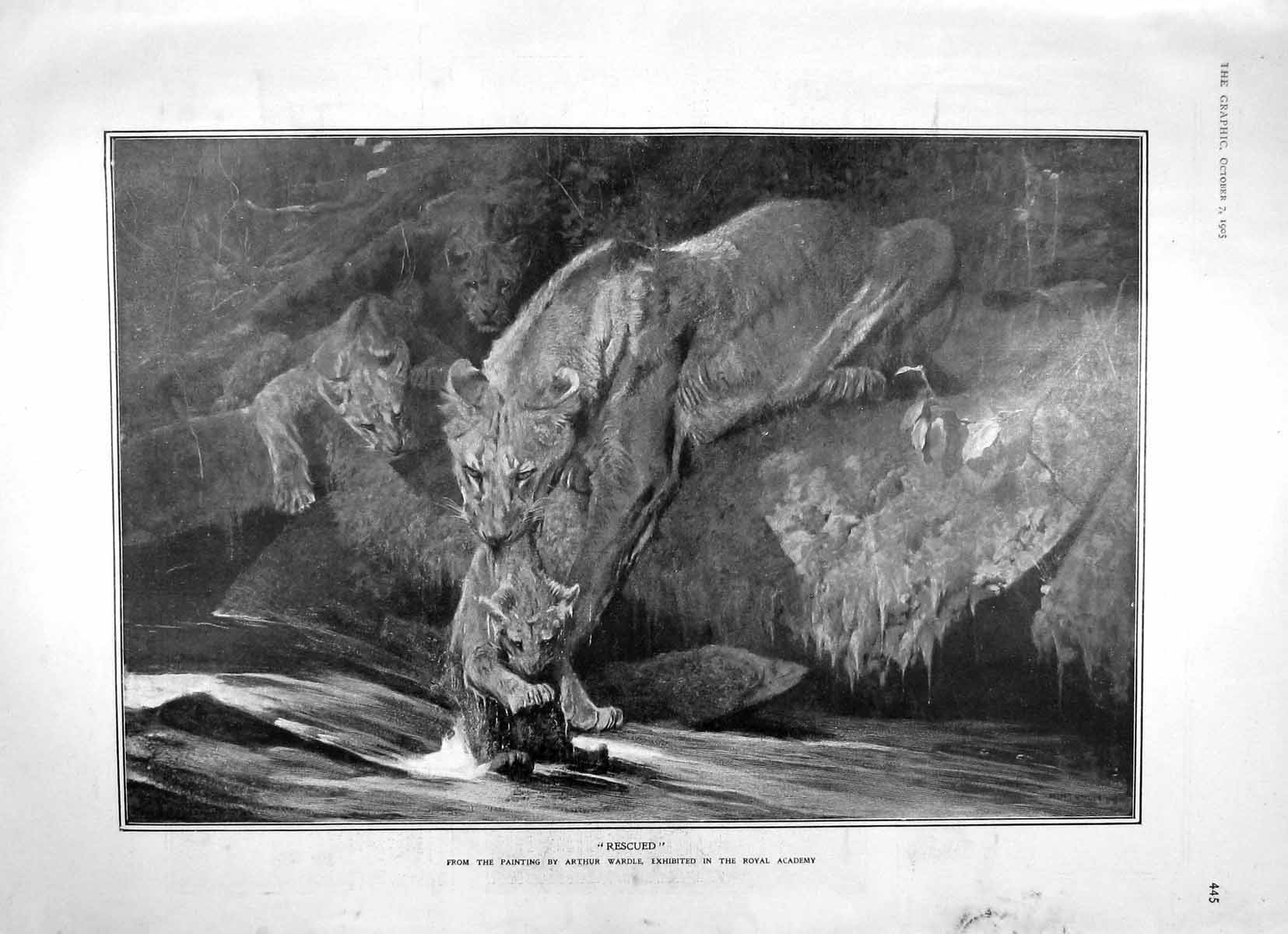 Original Old Antique Print 1905 Rescued Lion Cub River Arcade Brussels Weymouth