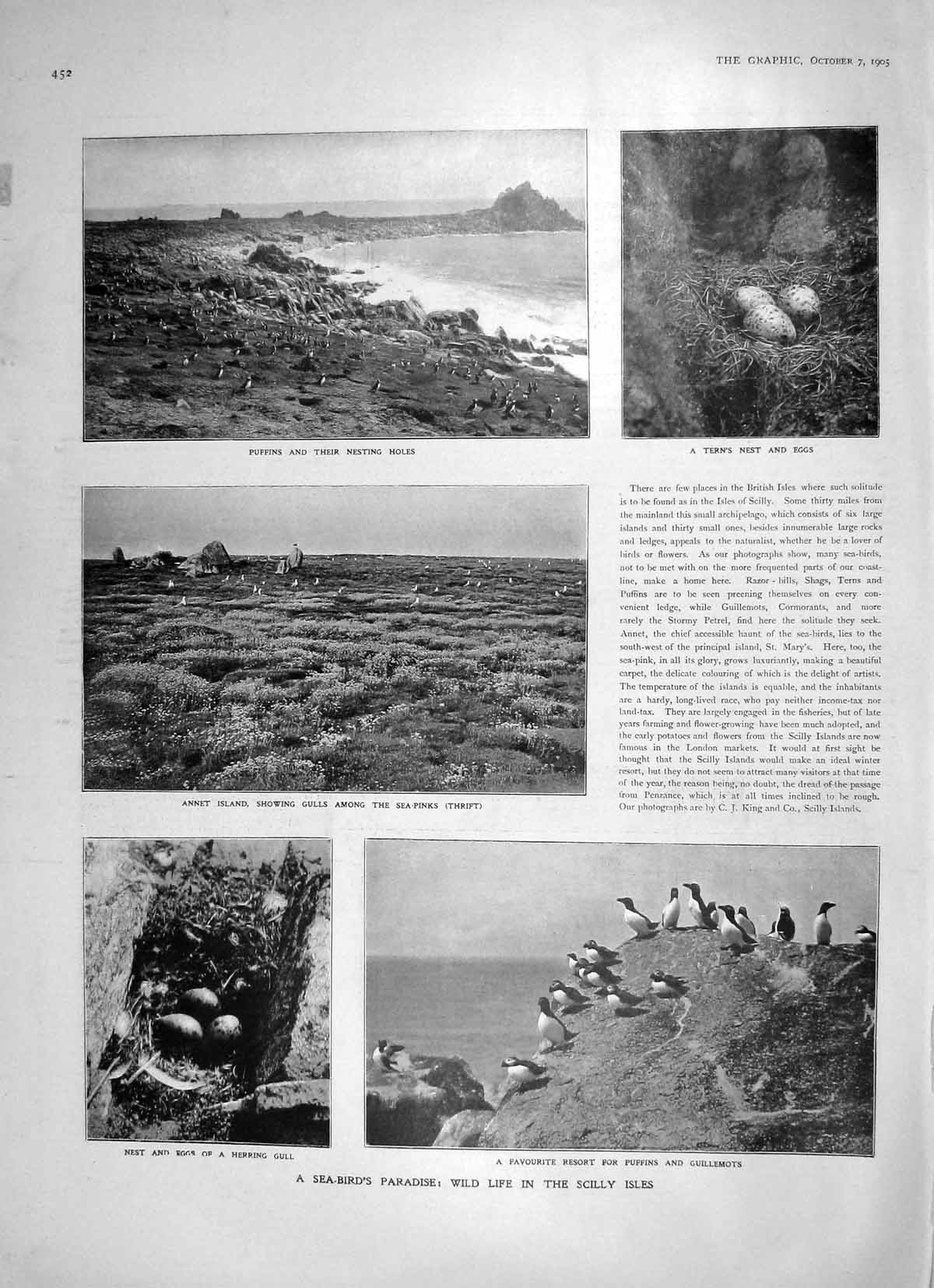 Original Old Antique Print 1905 Sea Bird Scilly Isles Guillemots Puffin Austria