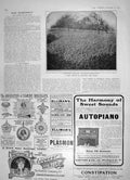 Original Old Antique Print 1905 Harvest Devonshire Cider Apples Trees Ellimans