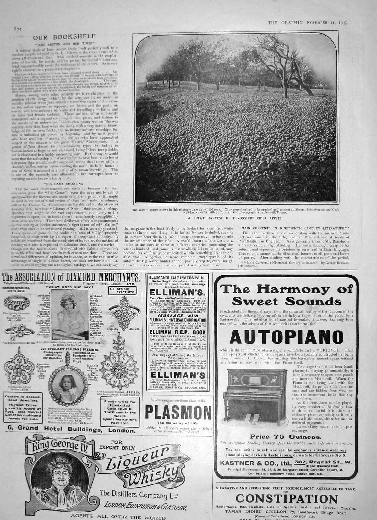 Original Old Antique Print 1905 Harvest Devonshire Cider Apples Trees Ellimans