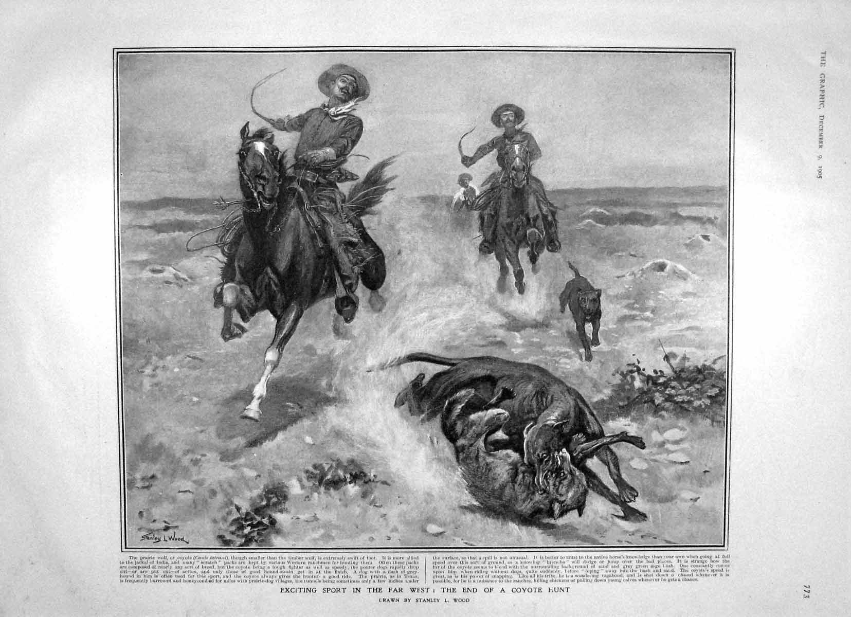 Old Antique Print 1905 Coyote Hunt Praire Wolf America Prince Wales India 20th