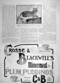 Old Antique Print 1905 Babs Baby Tiger Hippodrome Crosse Blackwell Plum 20th