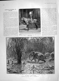 Original Old Antique Print 1906 Prince Wales India Kakankote Elephant Keddah