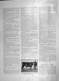 Old Antique Print 1906 Bull Broadhooks Champion Lord Lovat Miller Buenos 20th