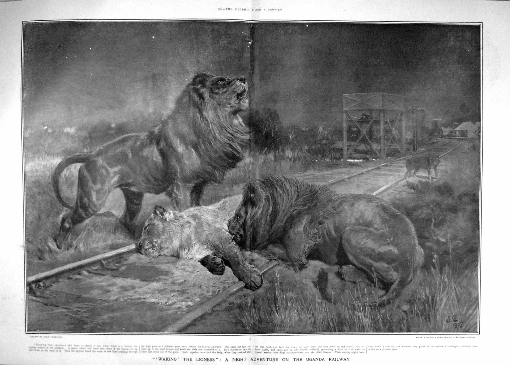 Old Antique Print 1906 Injured Lioness Uganda Railway Track Africa Lions 20th