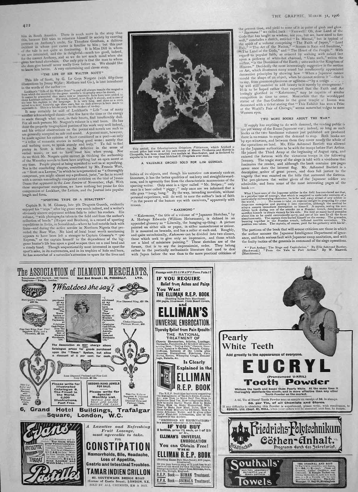 Original Old Antique Print 1906 Orchid Flower Odontoglossum Crispium Pittianum