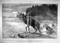 Antique Old Print 1906 Sport British Columbia Indians Hunting Moose River 20th