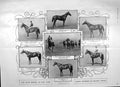 Original Old Antique Print 1906 Derby Horse Race Amant Rocksand Aragon Castile