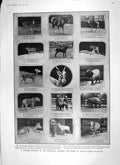 Original Old Antique Print 1906 Zoological Gardens Dog Sheep Deer House Commons