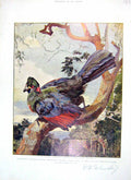 Original Old Antique Print 1906 Turaco Bird Gallirex Johnstoni Mount Ruwenzori