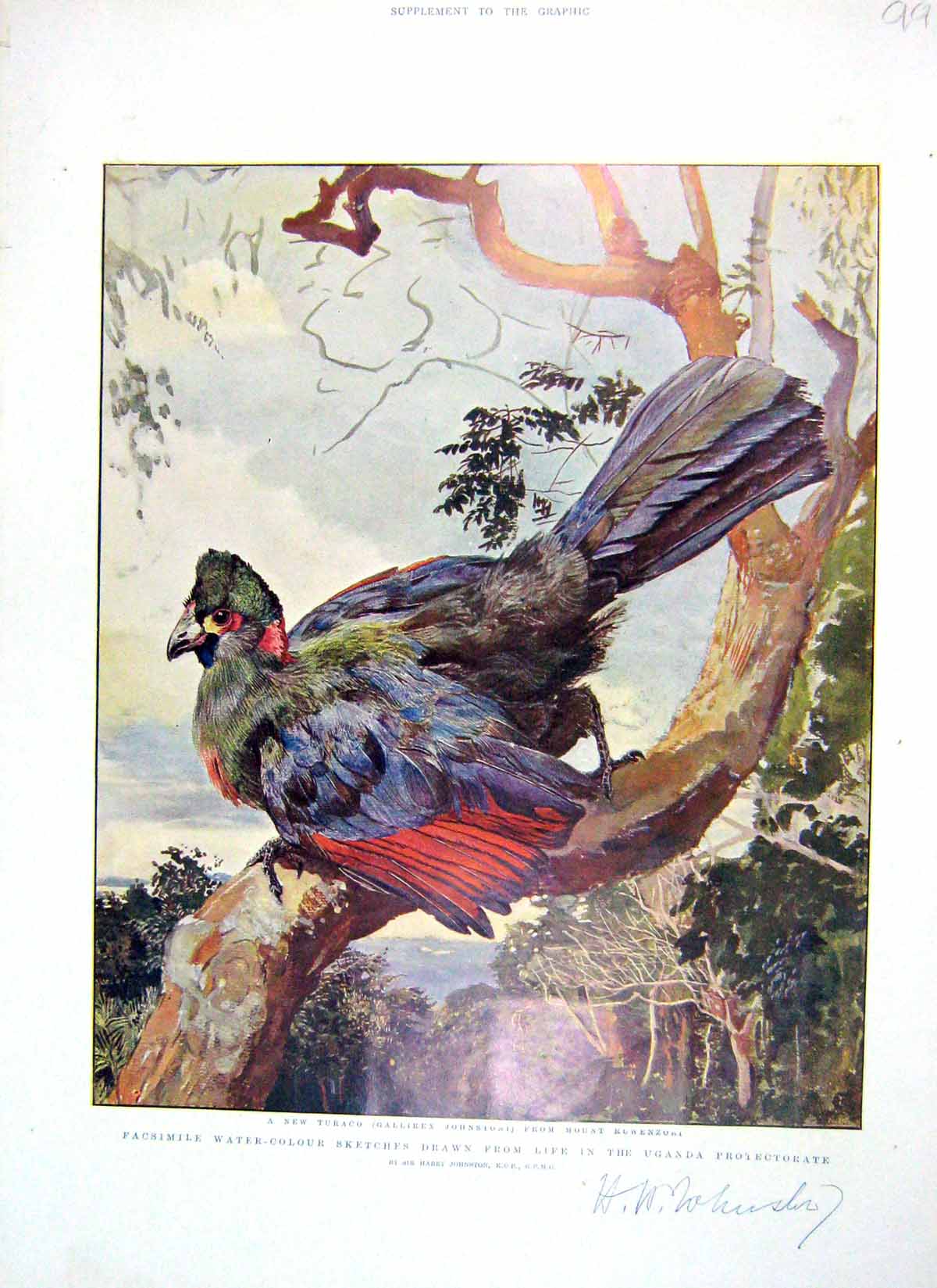 Original Old Antique Print 1906 Turaco Bird Gallirex Johnstoni Mount Ruwenzori