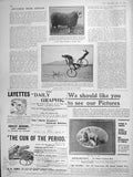 Old Antique Print 1906 Henry Drudding Lincoln Sheep Naples Bicycle Diving 20th