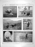 Original Old Antique Print 1906 Animals Scotland Ewe Cattle Hunting Deer Sheep