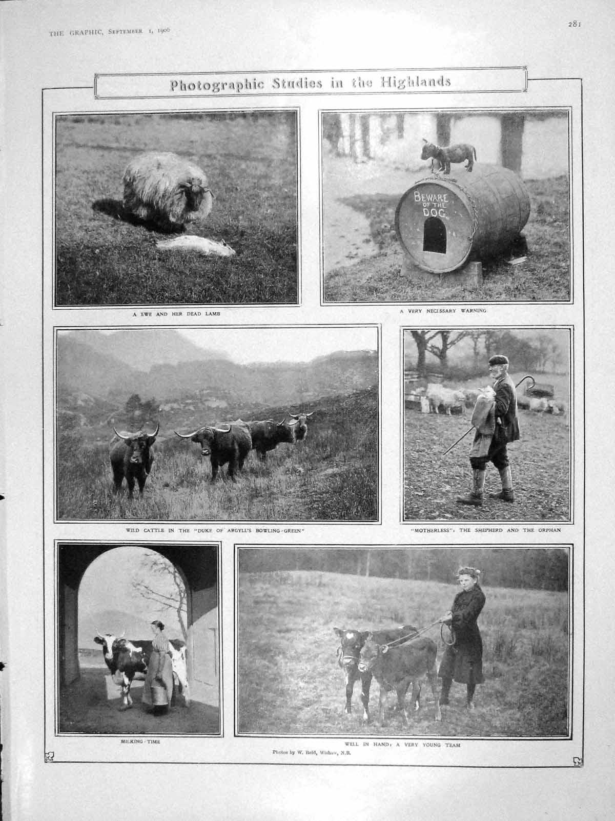 Original Old Antique Print 1906 Animals Scotland Ewe Cattle Hunting Deer Sheep