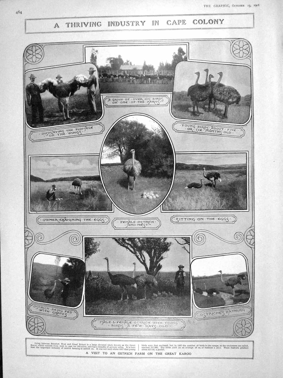 Old Antique Print 1906 Ostrich Farm Karoo Africa Taft Bond Ristori Bacon 20th