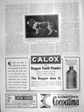Old Antique Print 1906 Queen Alexandra Dog Basset Hound Sandringham Dido 20th