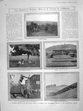 Old Antique Print 1906 Christmas Walnut Tree California Industry Harvest 20th