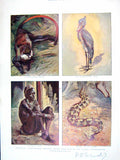 Old Antique Print 1906 Uganda Kamasia Negro Monkey Adder Pygmy Geese Bird 20th