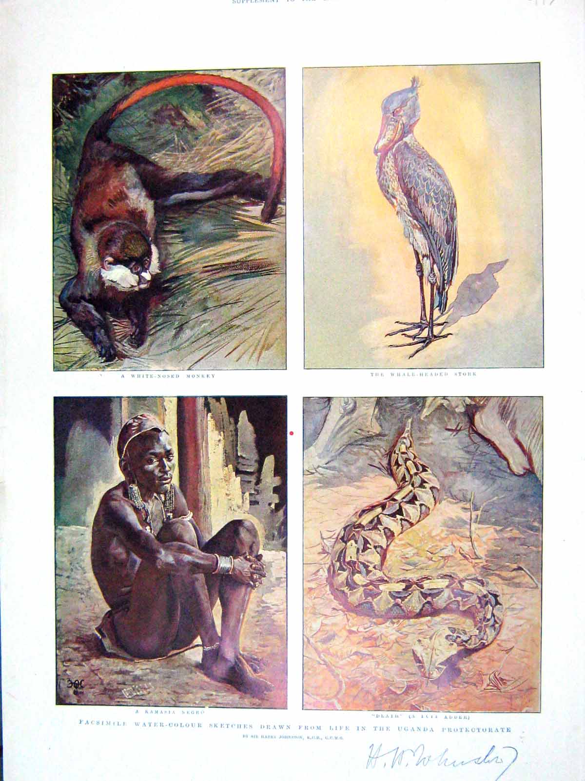 Old Antique Print 1906 Uganda Kamasia Negro Monkey Adder Pygmy Geese Bird 20th