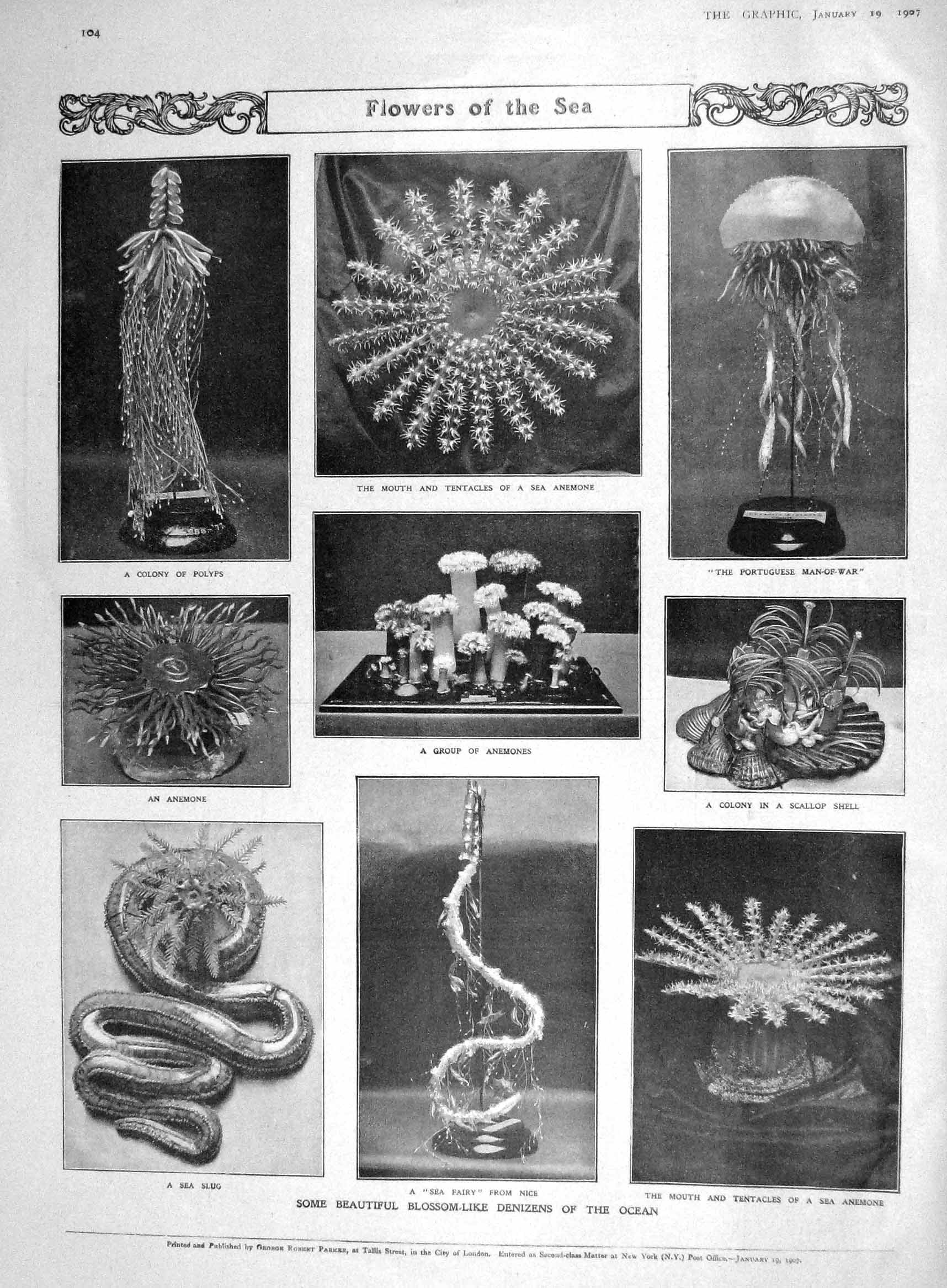 Original Old Antique Print 1907 Flowers Sea Denizens Ocean Anemones Polyps Slug