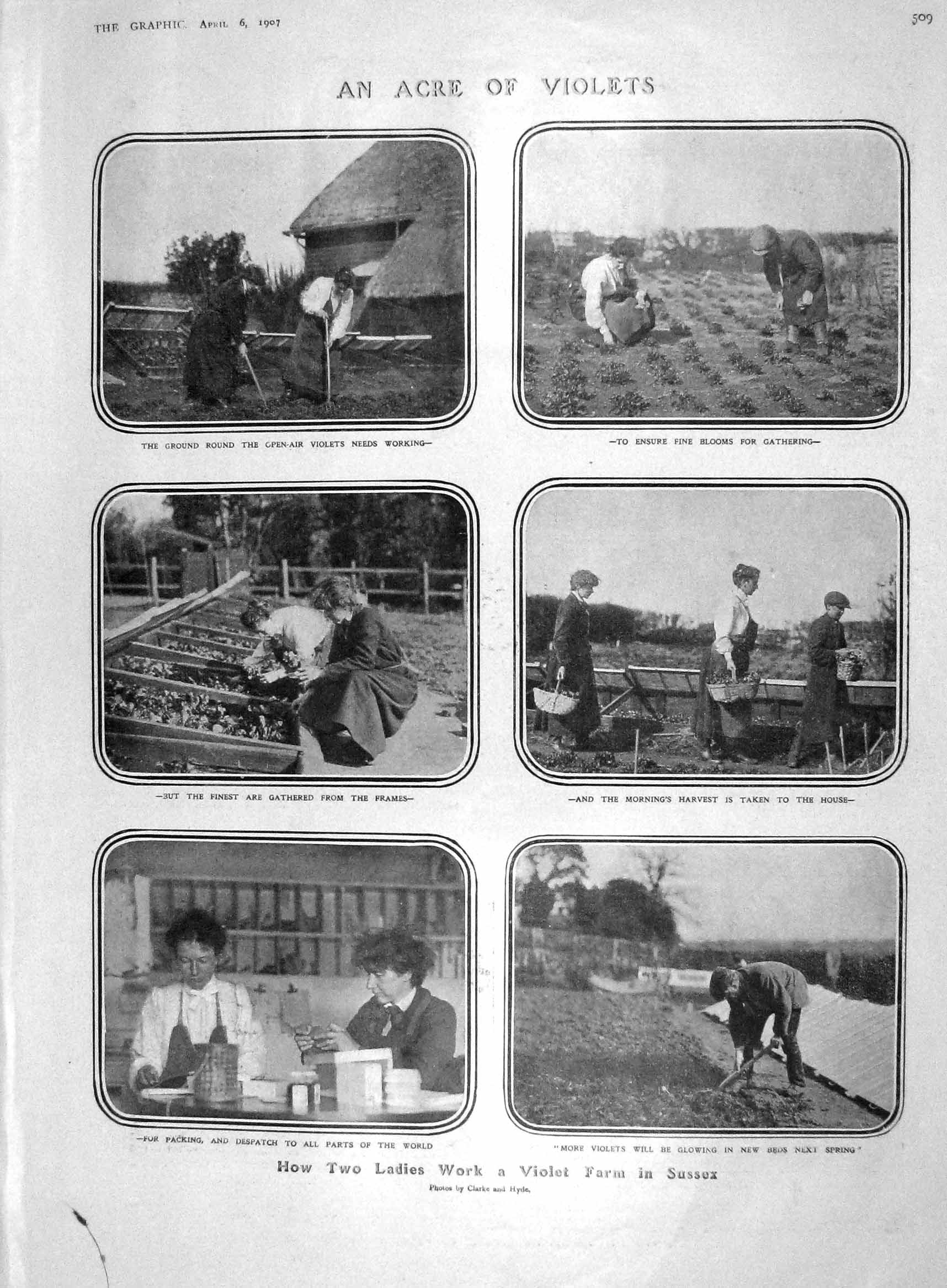 Original Old Antique Print 1907 Violet Farm Sussex Harvest Hemming Elliot Holt