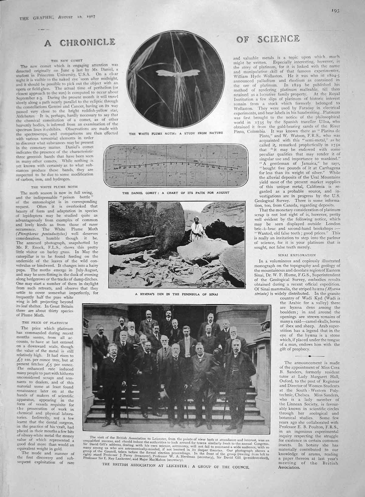 Original Old Antique Print 1907 Science Moth Hyaena Herdman Cowes Drury Murray