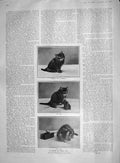 Original Old Antique Print 1907 Drama Mouse Trap Cat Kitten Photograph Bunnett
