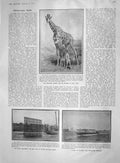 Original Old Antique Print 1907 Giraffe Zoo Brynhild Yacht Navy Jones Coral Tea