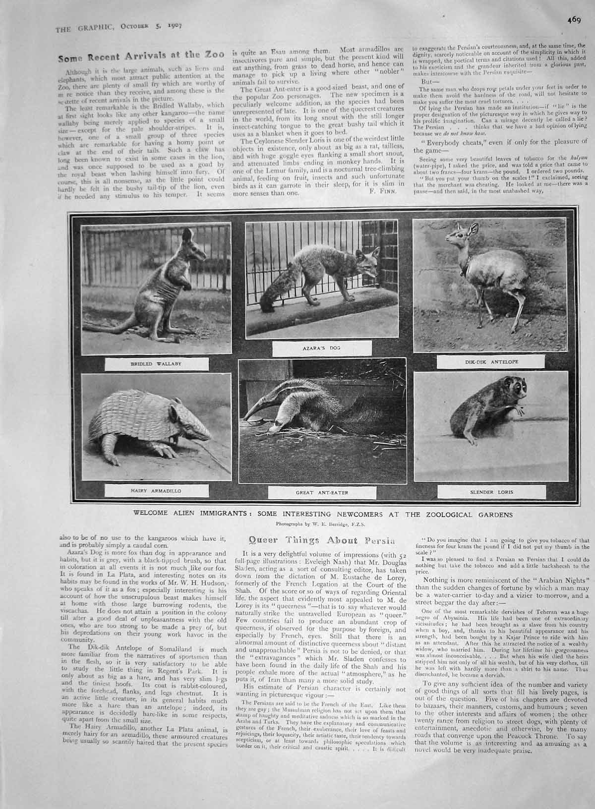 Old Antique Print 1907 Ant-Eater Loris Antelope Wallaby Armadillo Ballet 20th