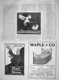 Original Old Antique Print 1907 Indian Cock-Fight Birds Goerz Frys Cocoa Maple
