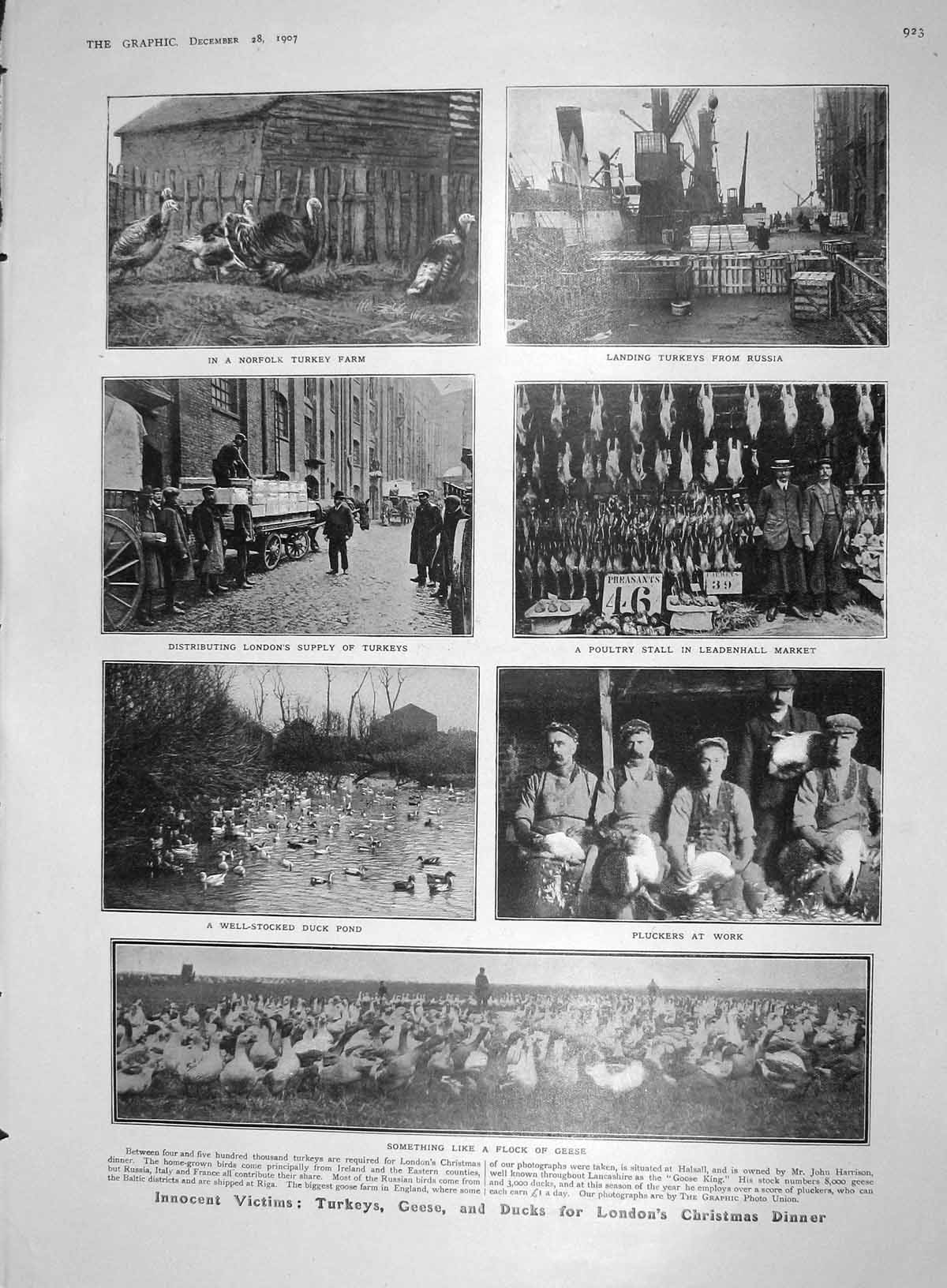 Old Antique Print 1907 Norfolk Turkey Farm Geesse Leadenhall Boy Fishing 20th
