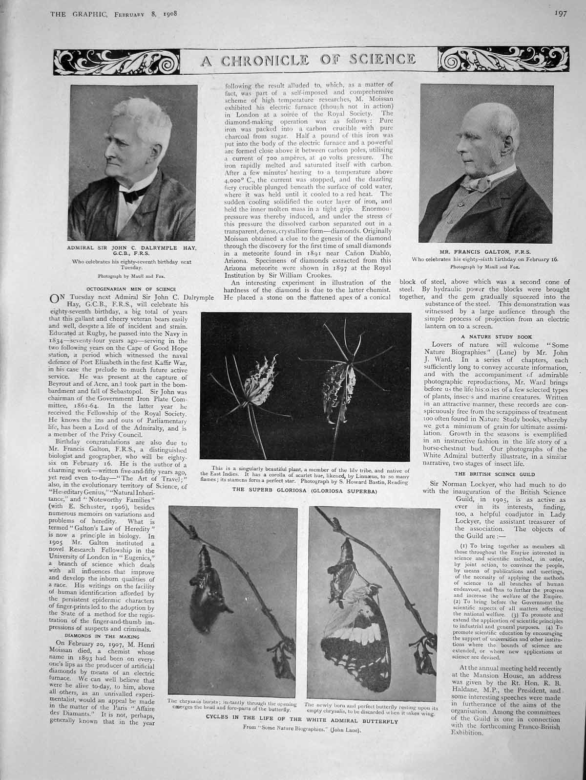 Old Antique Print 1908 Dalrymple Galton Butterfly Gloriosa Amette Malaga 20th