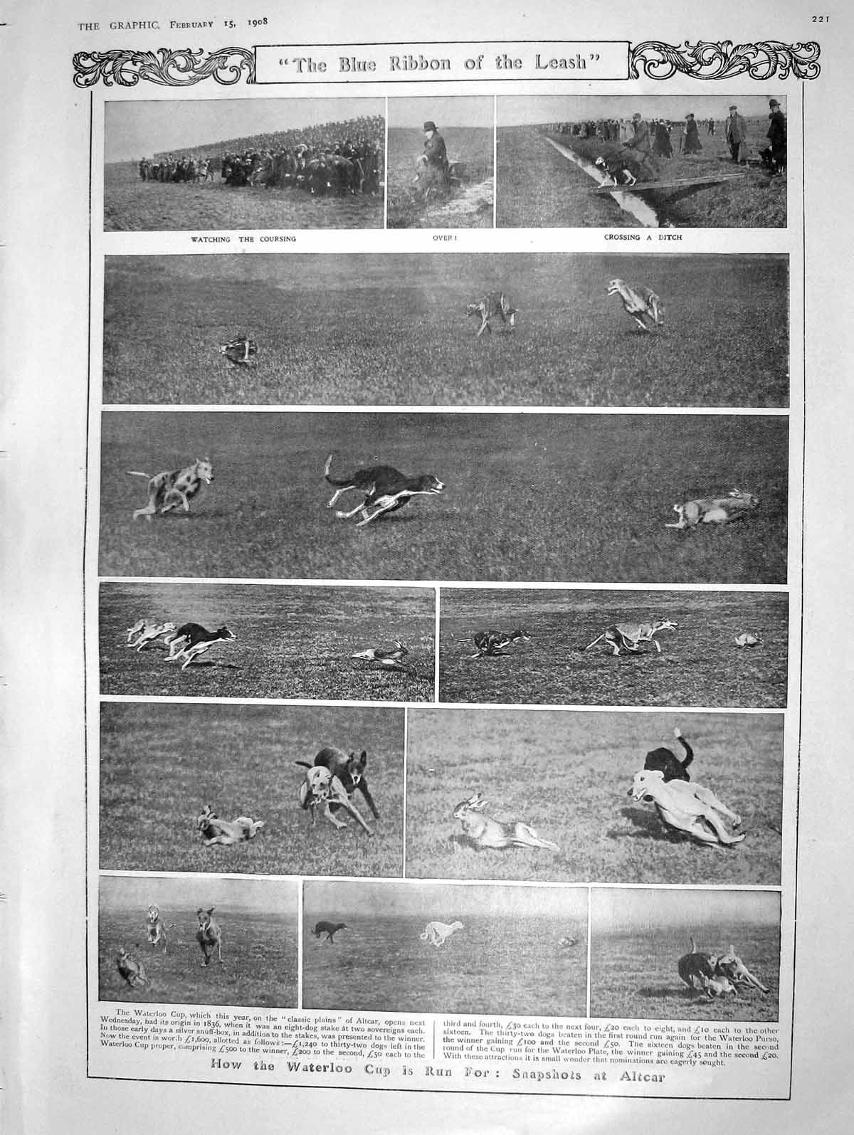 Original Old Antique Print 1908 Waterloo Cup Altcar Dogs King Manuel Dom Carlos