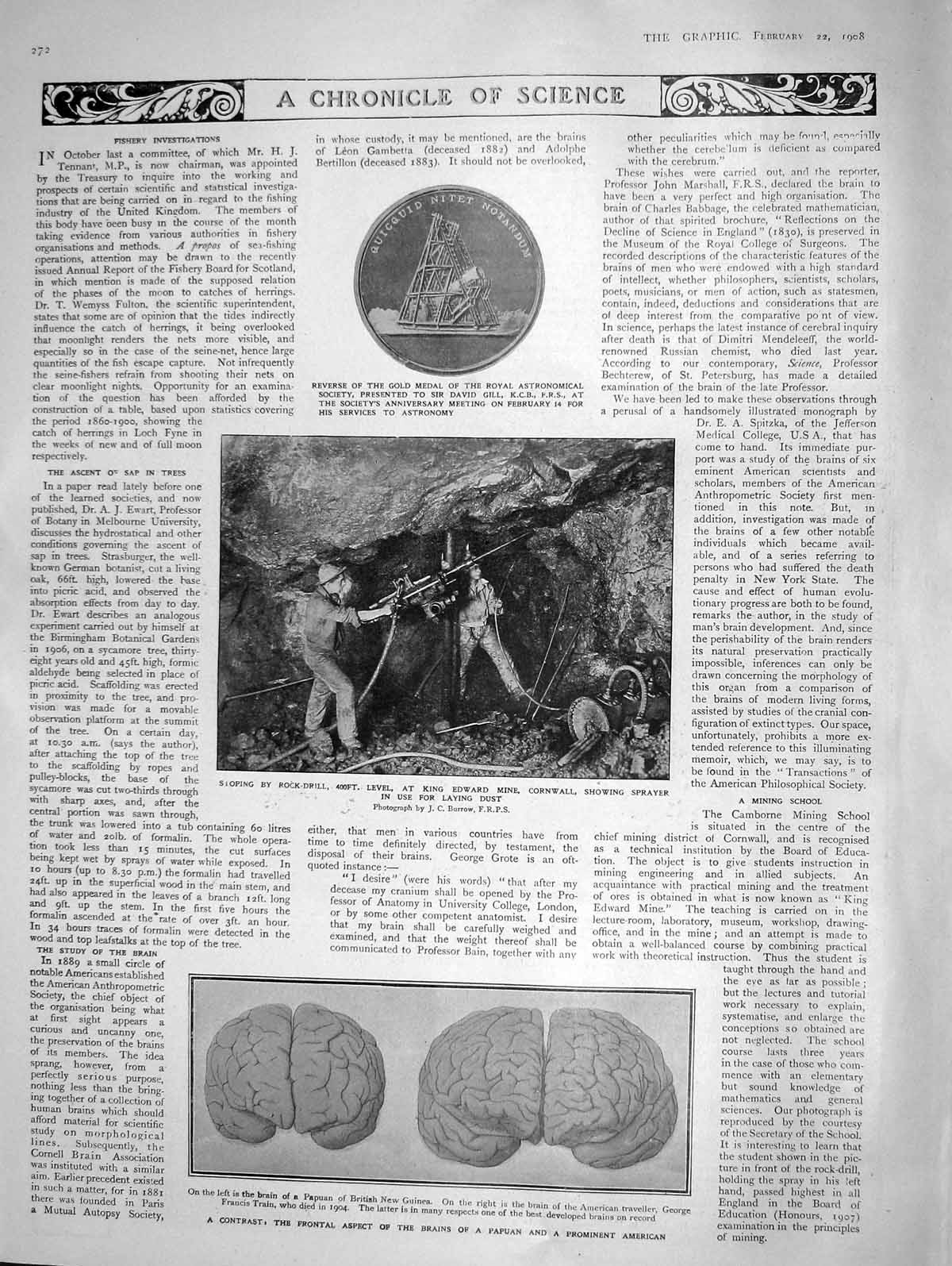 Original Old Antique Print 1908 Brains Papuan American Edward Mine Glanville