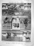Original Old Antique Print 1908 Horses Hunters Polo Islington Heart Empire Mace