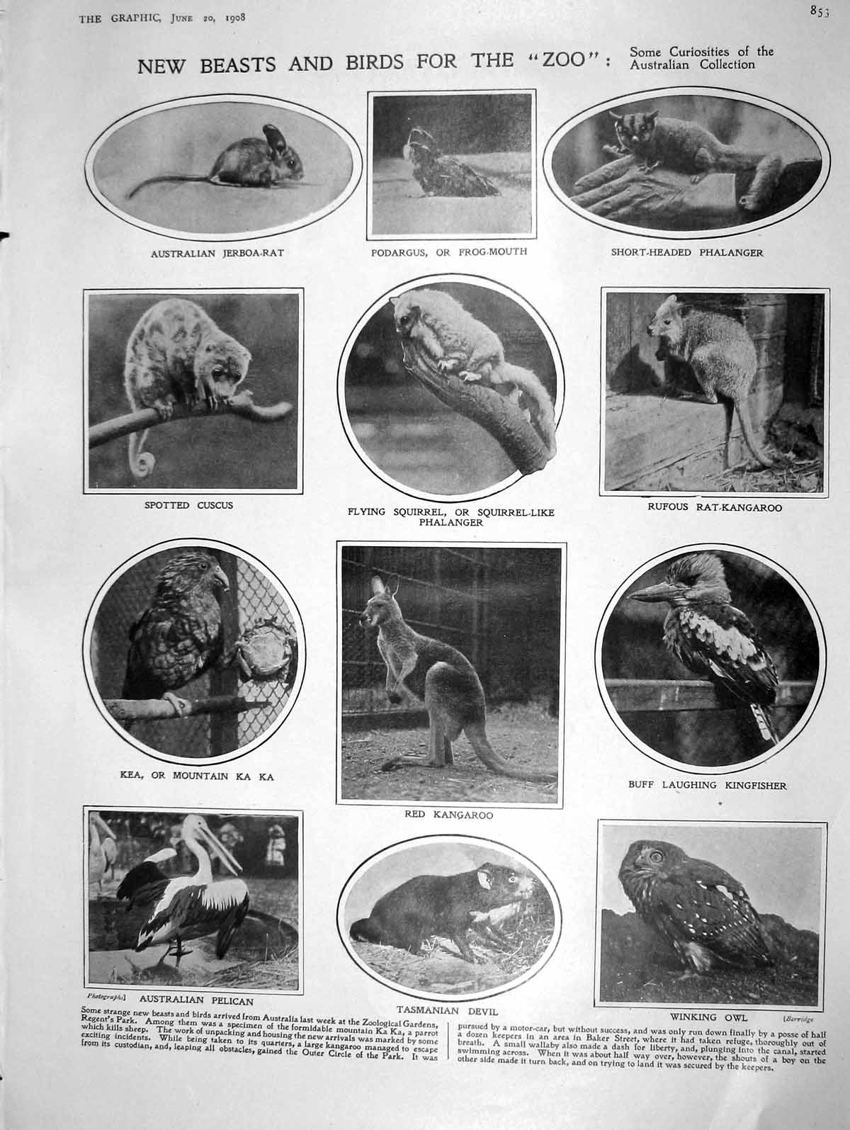 Old Antique Print 1908 Zoo Birds Squirrel Owl Ka Pelican Fiat Car Johnson 20th