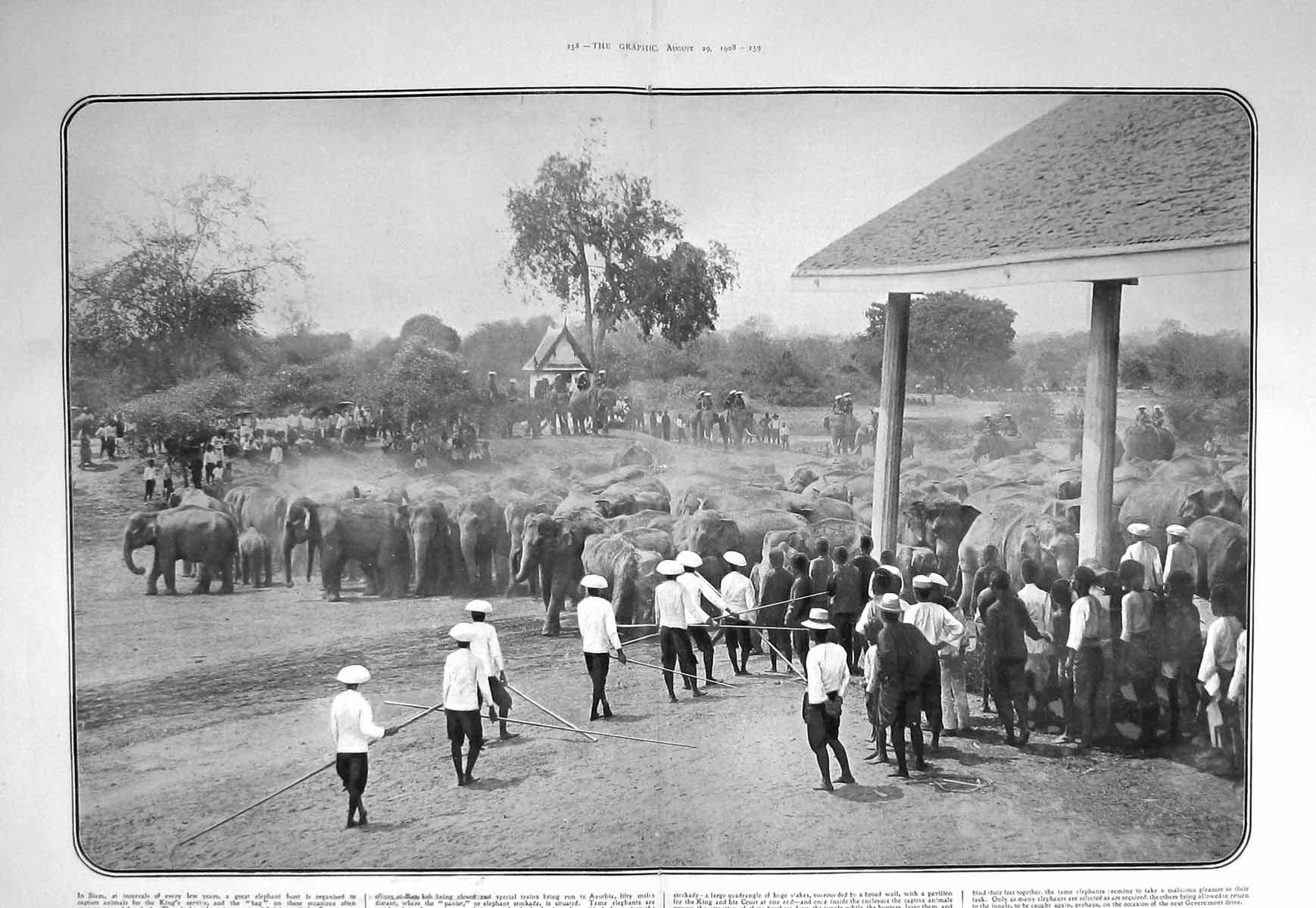 Original Old Antique Print 1908 Royal Elephant Hunt Captive Animals Enclosure