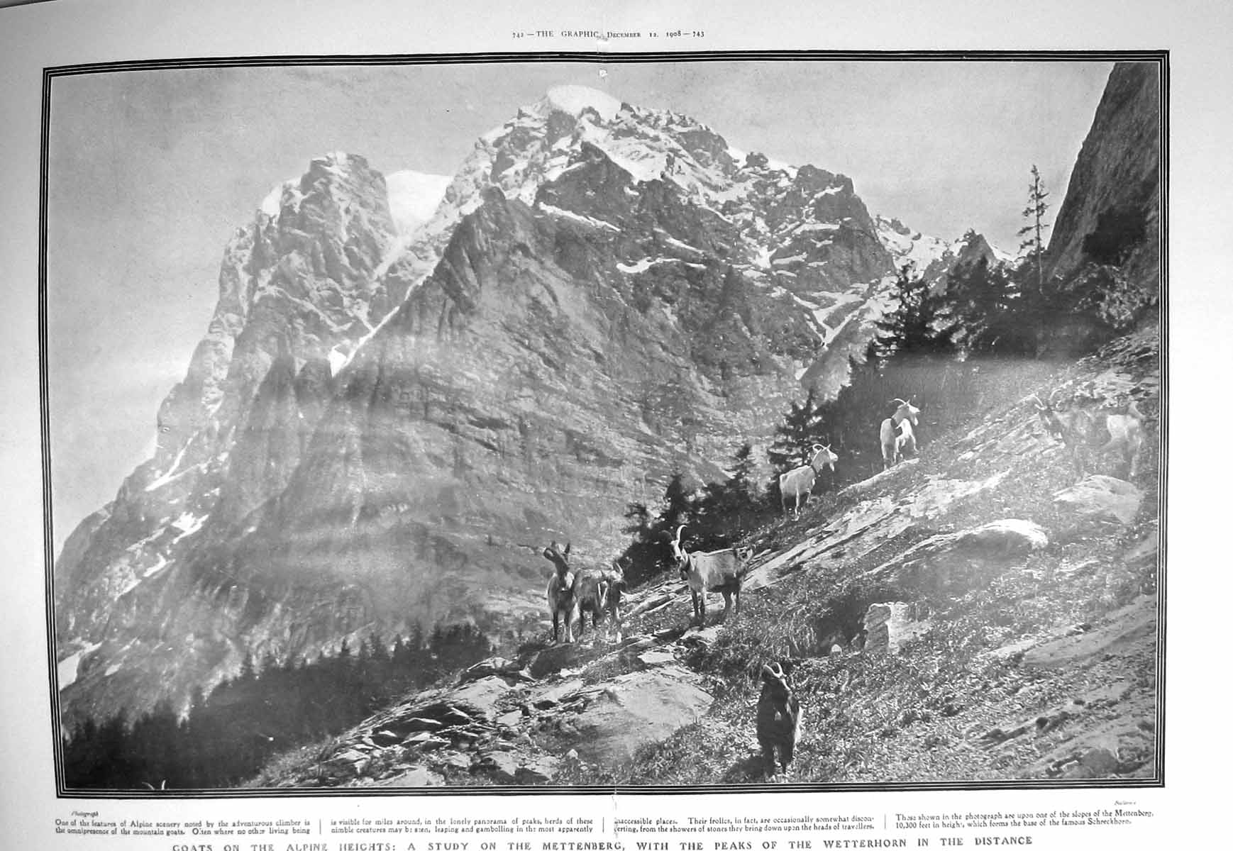 Original Old Antique Print 1908 Mettenberg Mountains Wetterhorn Goats 20th