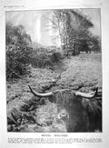Original Old Antique Print 1909 Bovril Highland Cattle Dennis Landaulette 20th