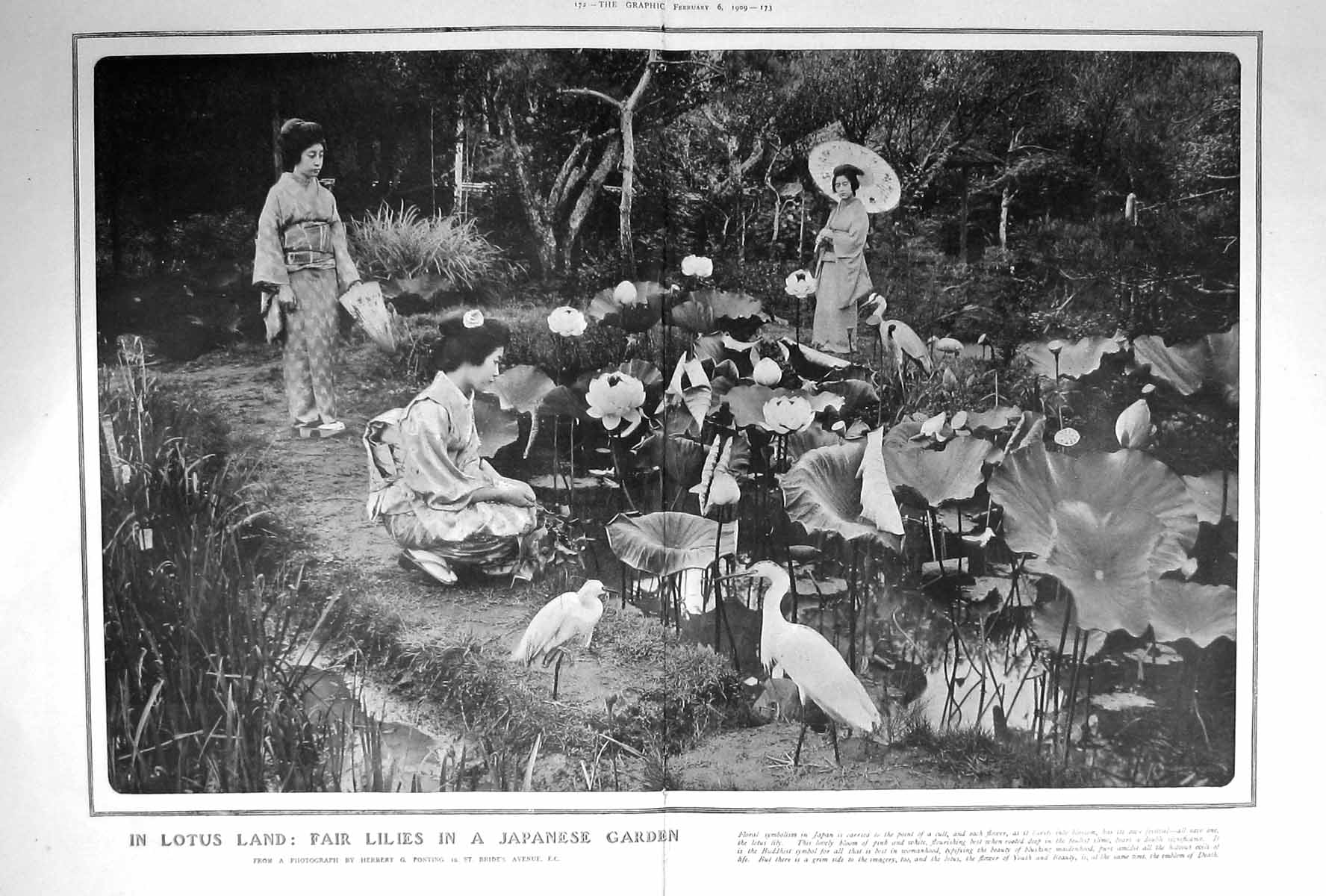 Original Old Antique Print 1909 Lotus Land Fair Lilies Japanese Garden 20th