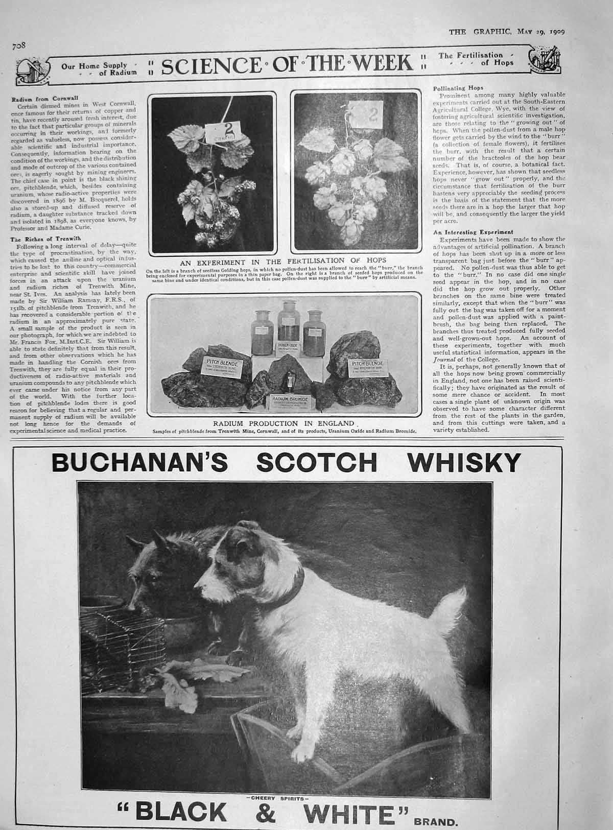 Old Antique Print 1909 Fertilisation Hops Radium England Buchanan Whisky 20th