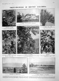 Original Old Antique Print 1909 Fruit Growing Columbia Kelowna Hamilton Malta